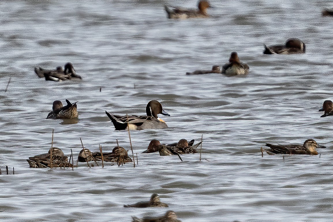 Northern Pintail - ML393402361