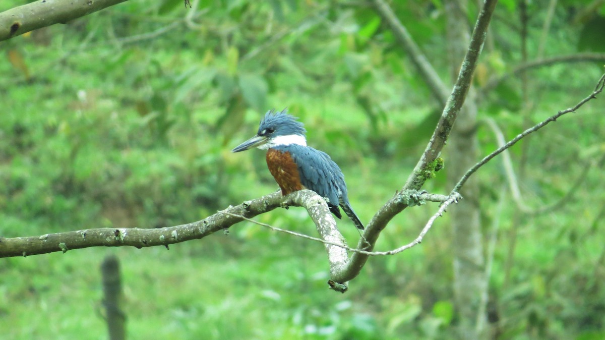 Ringed Kingfisher - ML393403011