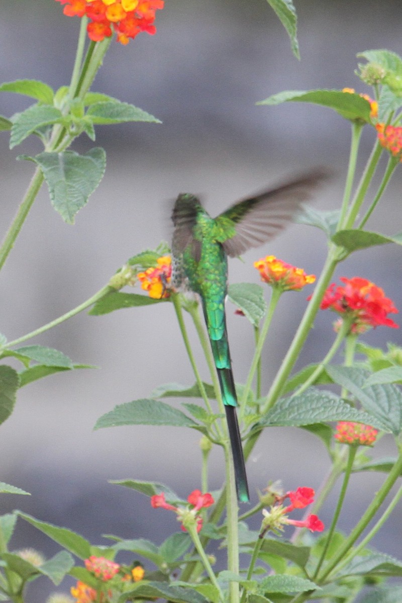 Green-tailed Trainbearer - ML393403431