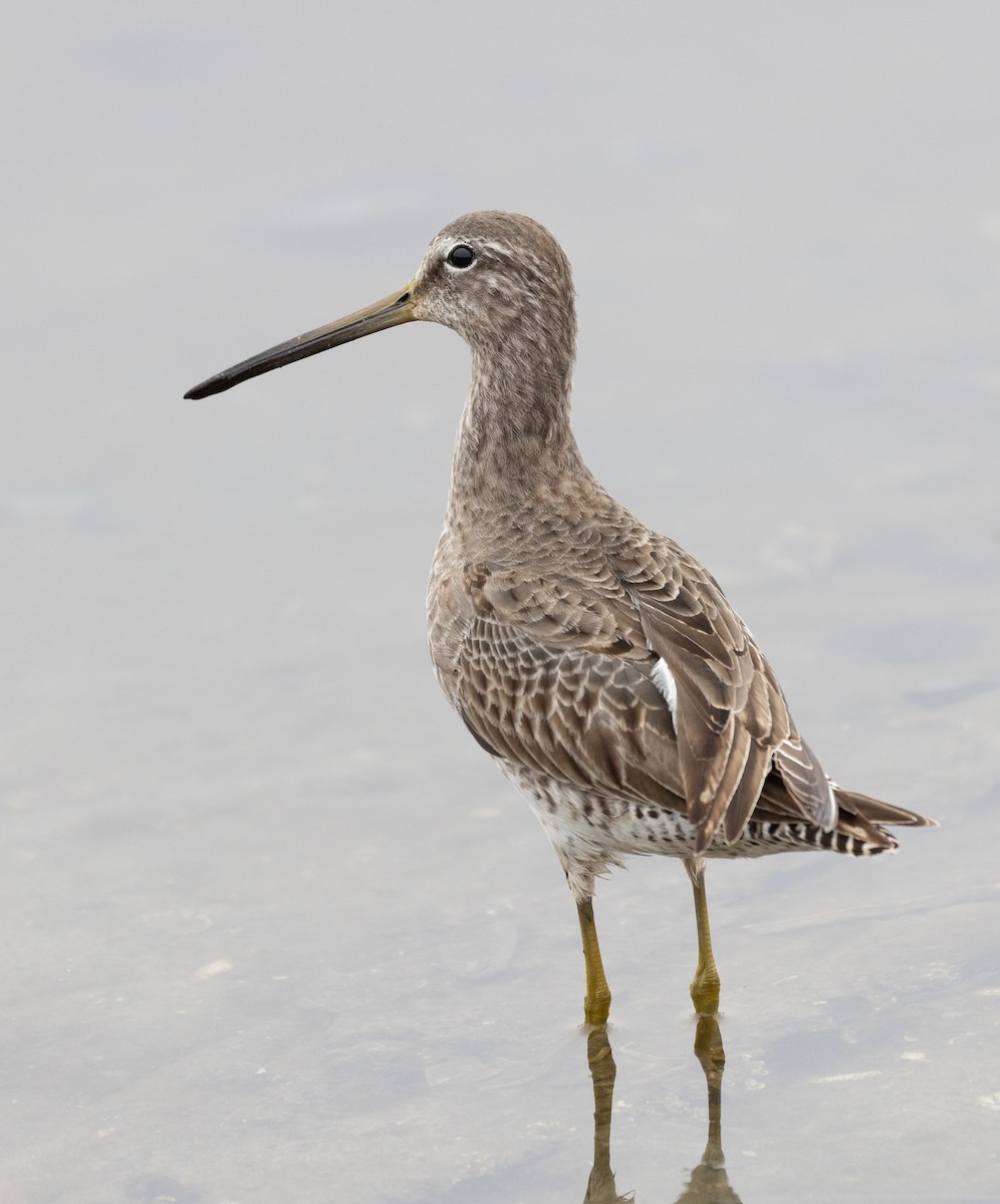 Long-billed Dowitcher - ML393408181