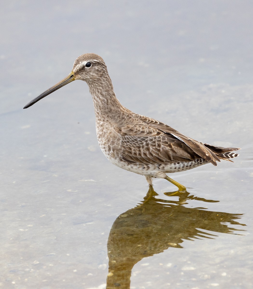 Long-billed Dowitcher - ML393408191