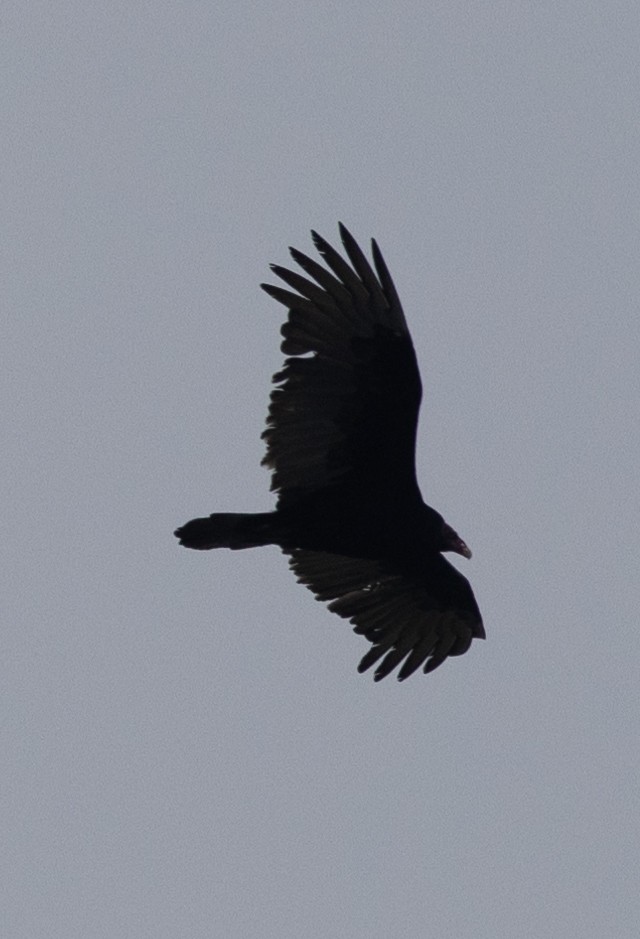 Turkey Vulture - Loni Ye