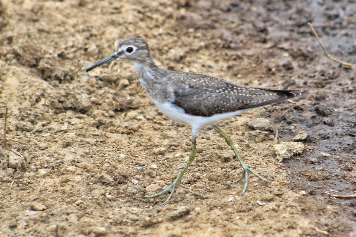 Solitary Sandpiper - Julio César Loyo