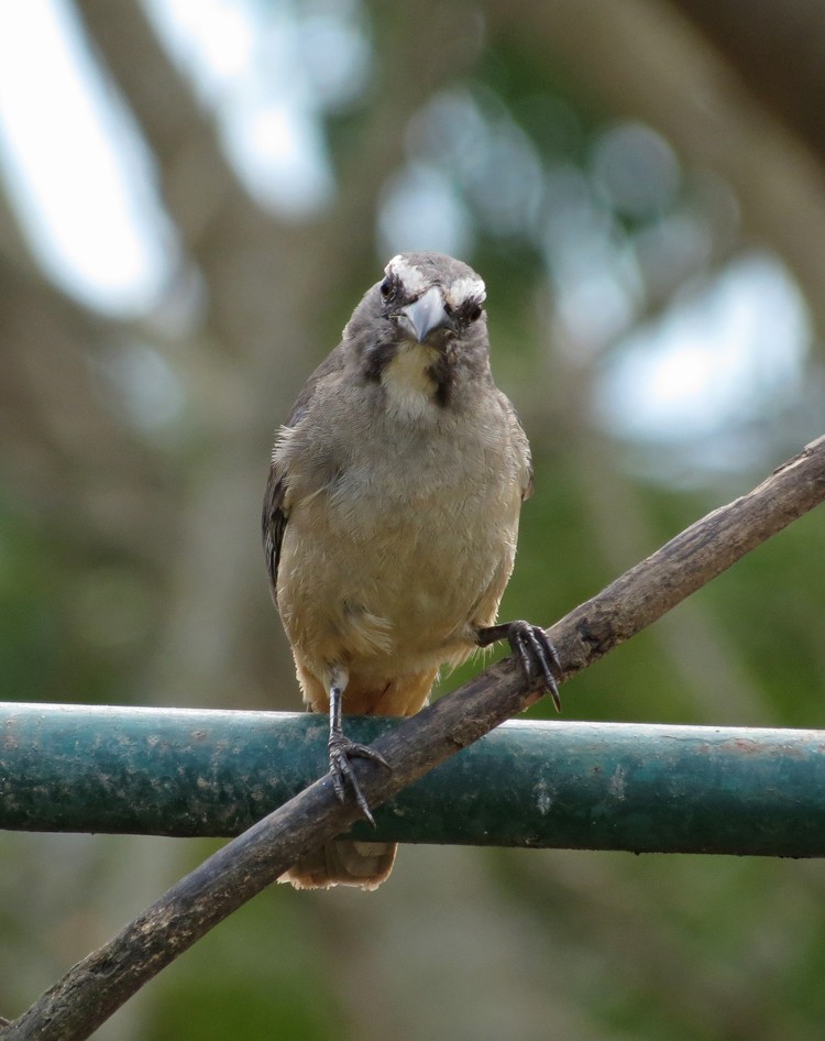 Cinnamon-bellied Saltator - Sandra Dennis