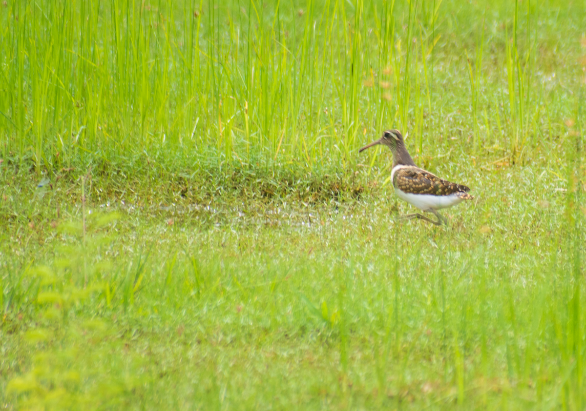 Greater Painted-Snipe - ML393412801