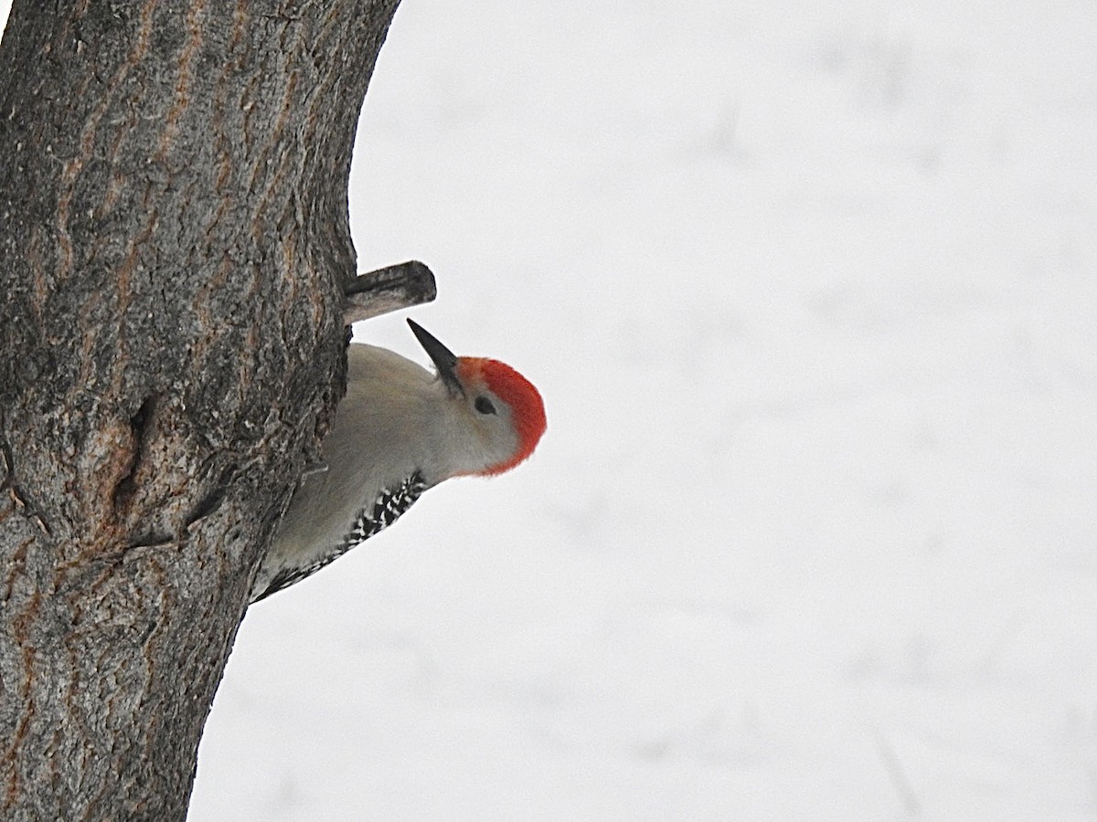 Red-bellied Woodpecker - ML393413091
