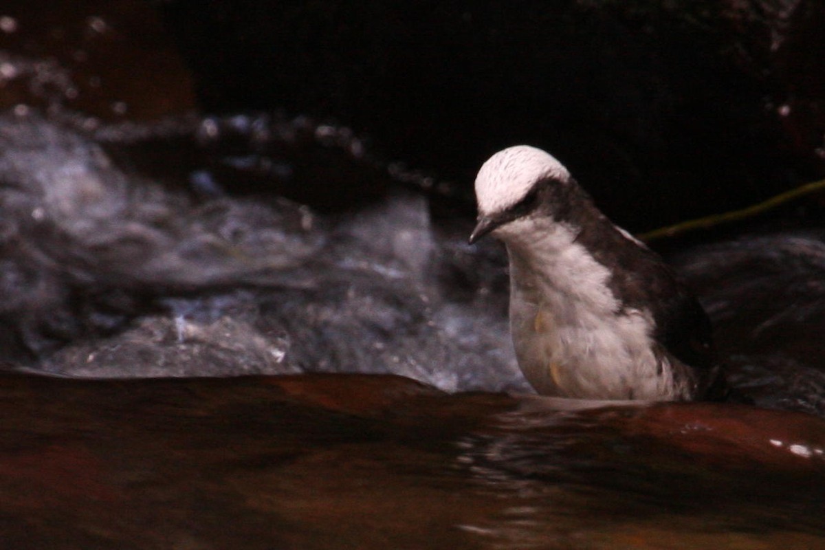 White-capped Dipper - ML393413301