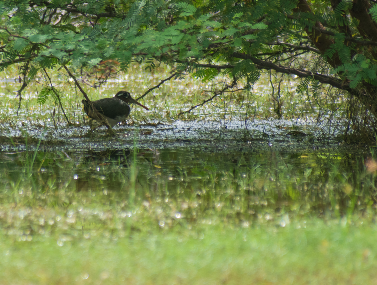 Greater Painted-Snipe - ML393413351