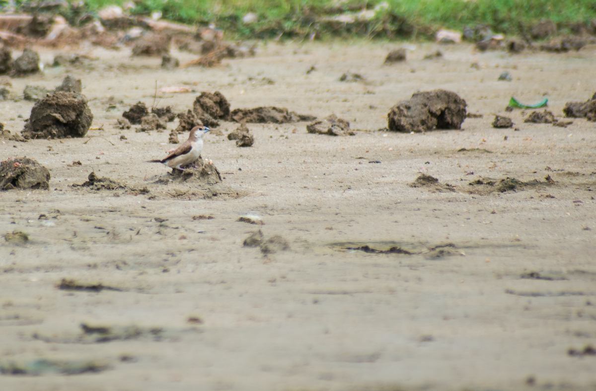 Indian Silverbill - ML393414061