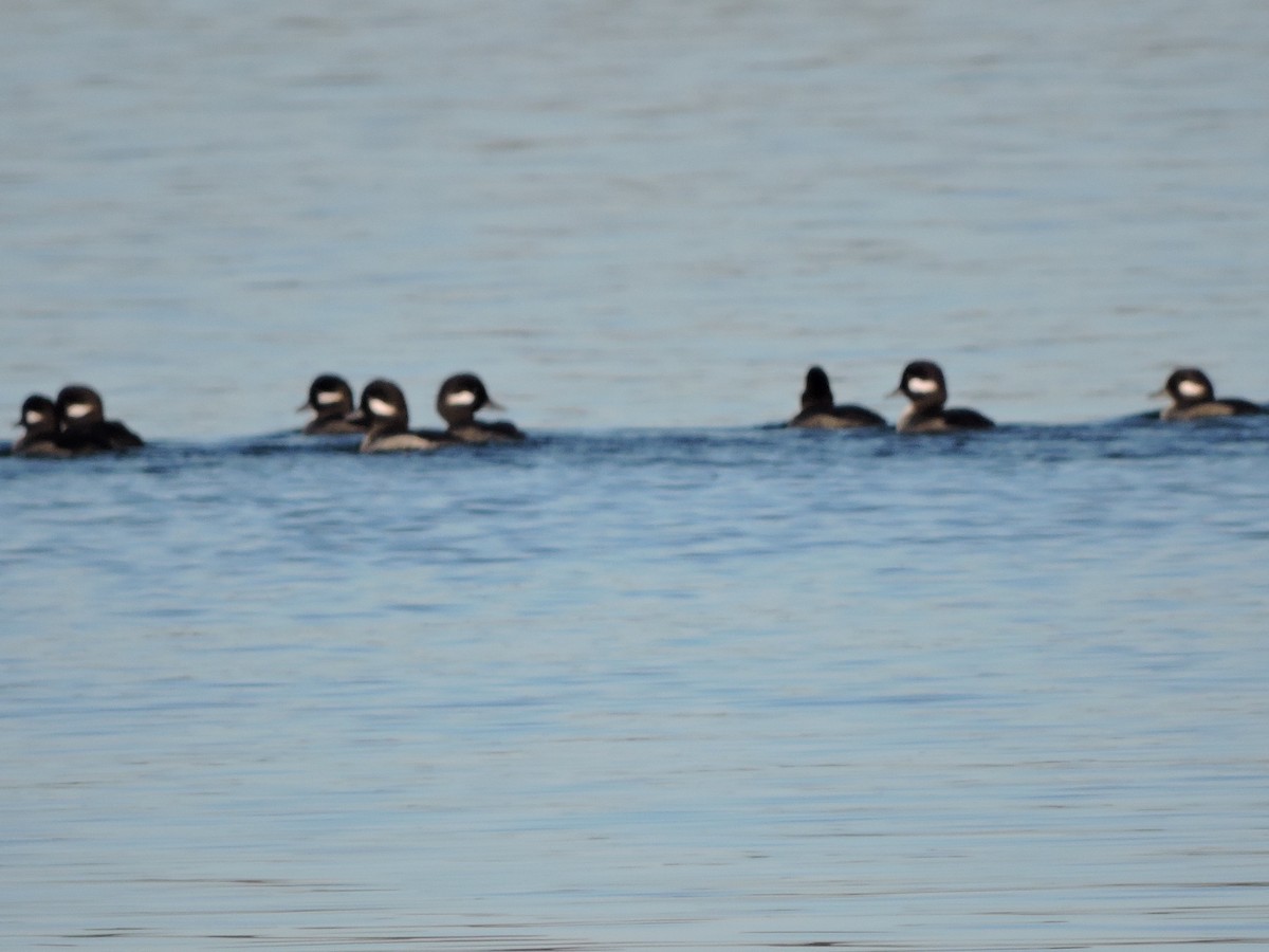 Bufflehead - Karen Fiske