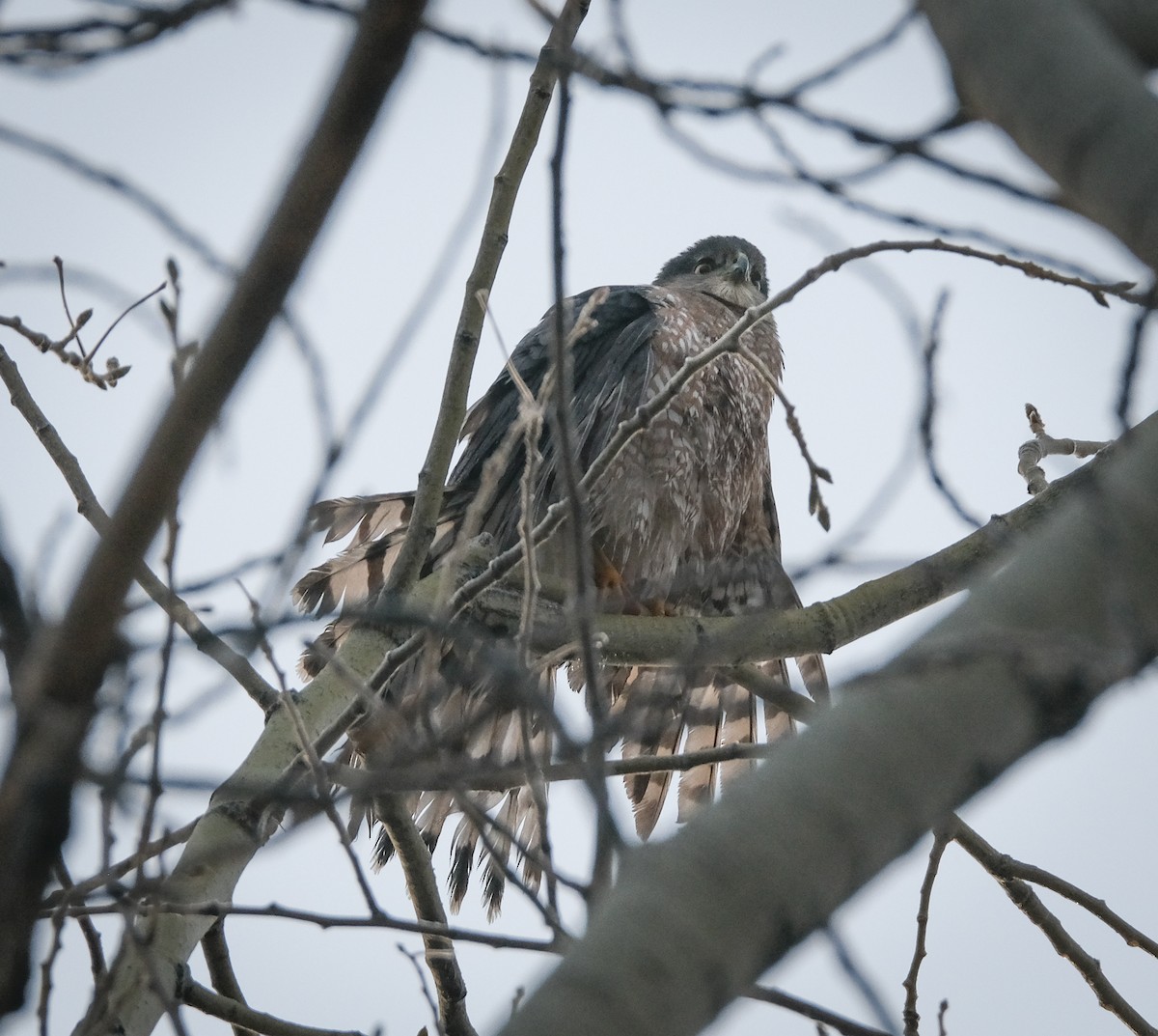 Cooper's Hawk - ML393414791