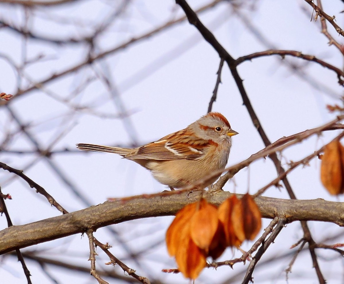 American Tree Sparrow - ML393416071