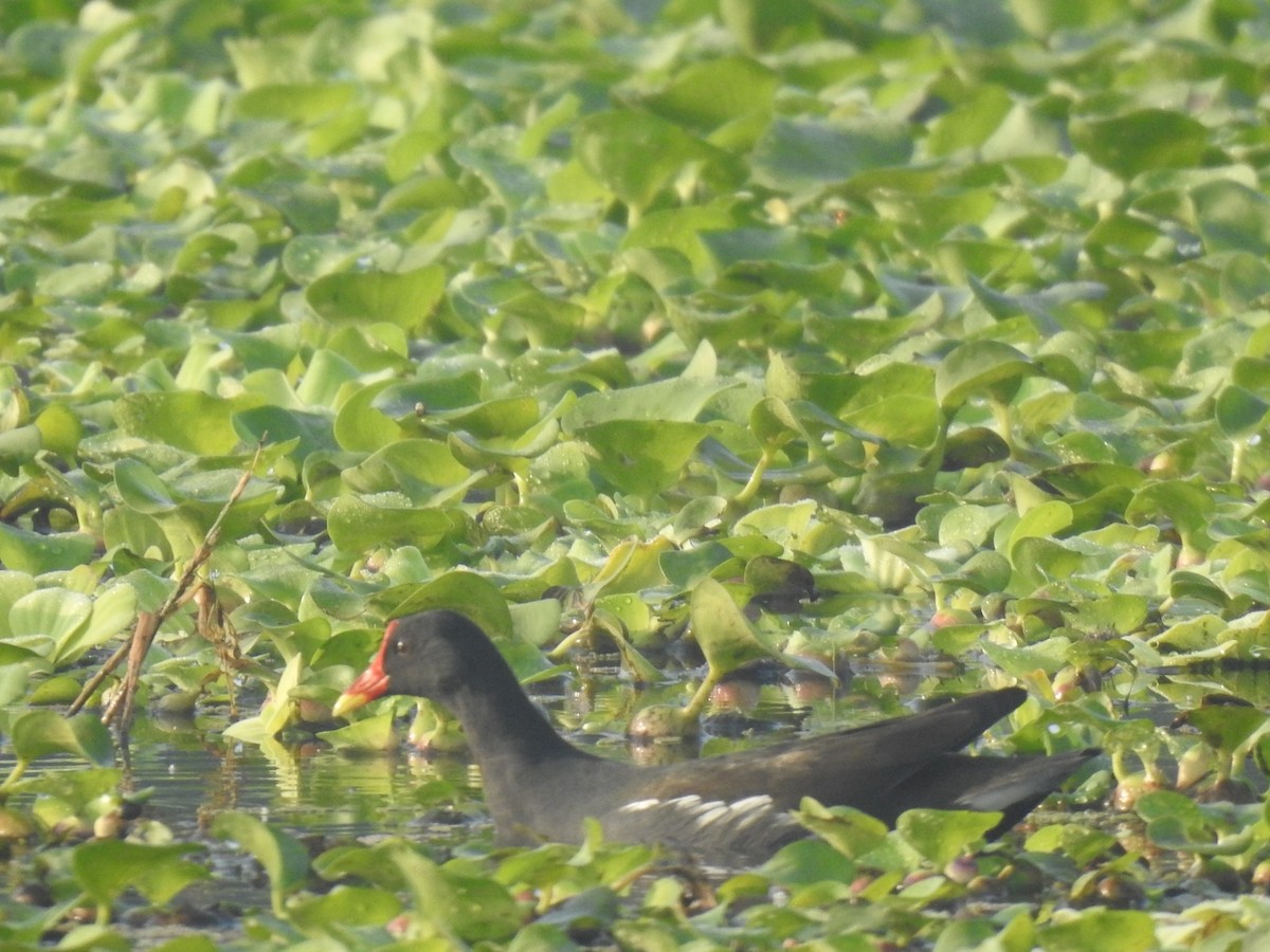 Gallinule poule-d'eau - ML393416121