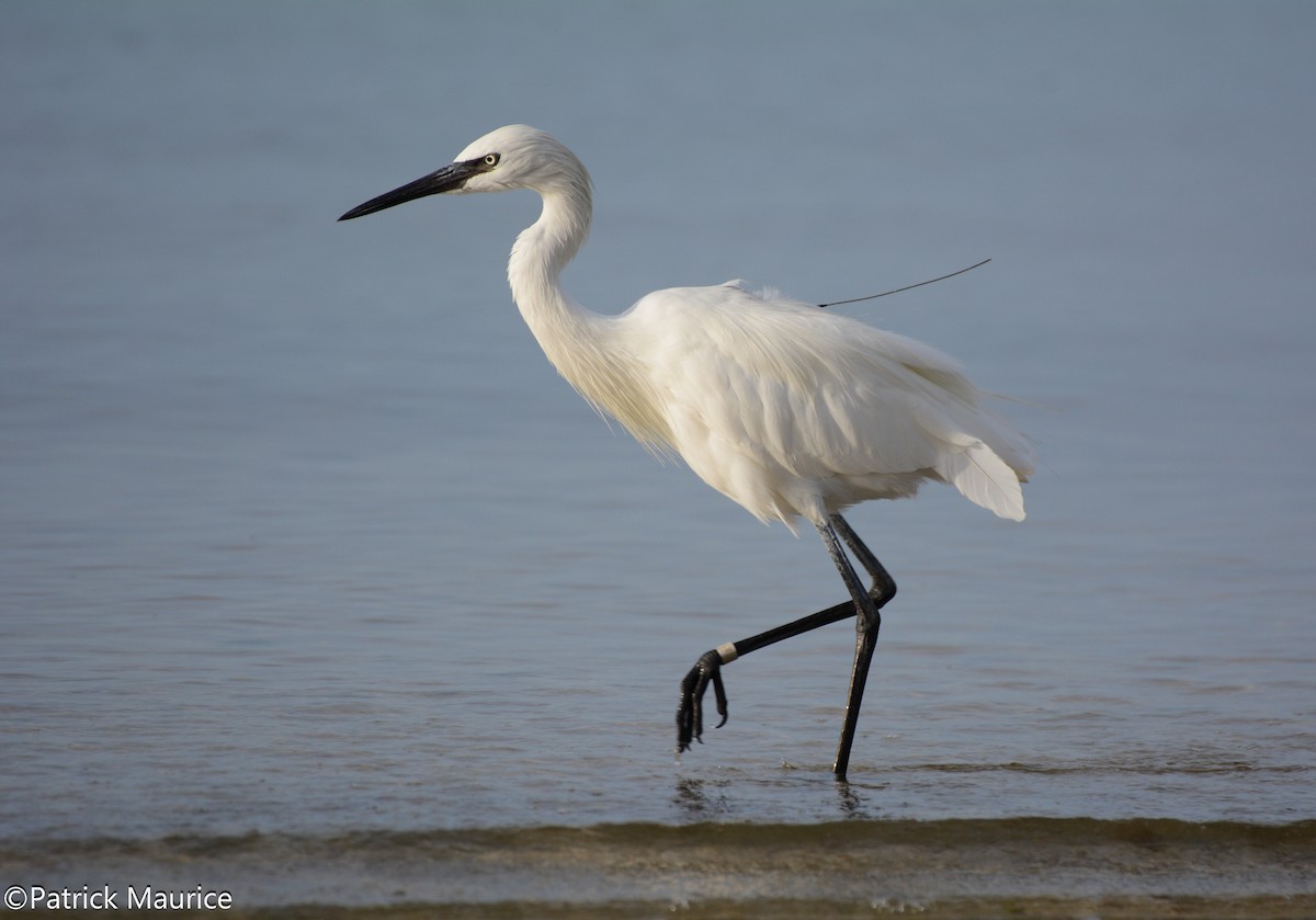 Reddish Egret - ML39341621