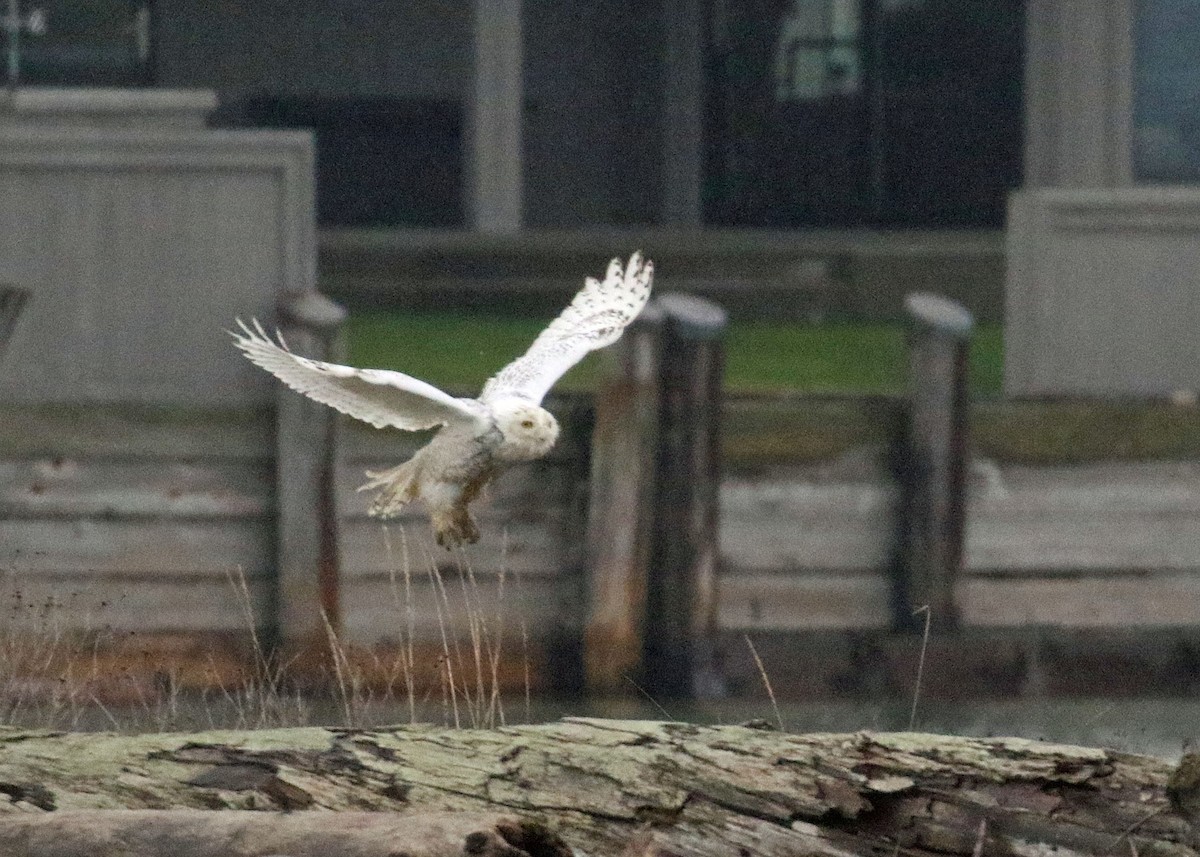 Snowy Owl - ML393417731