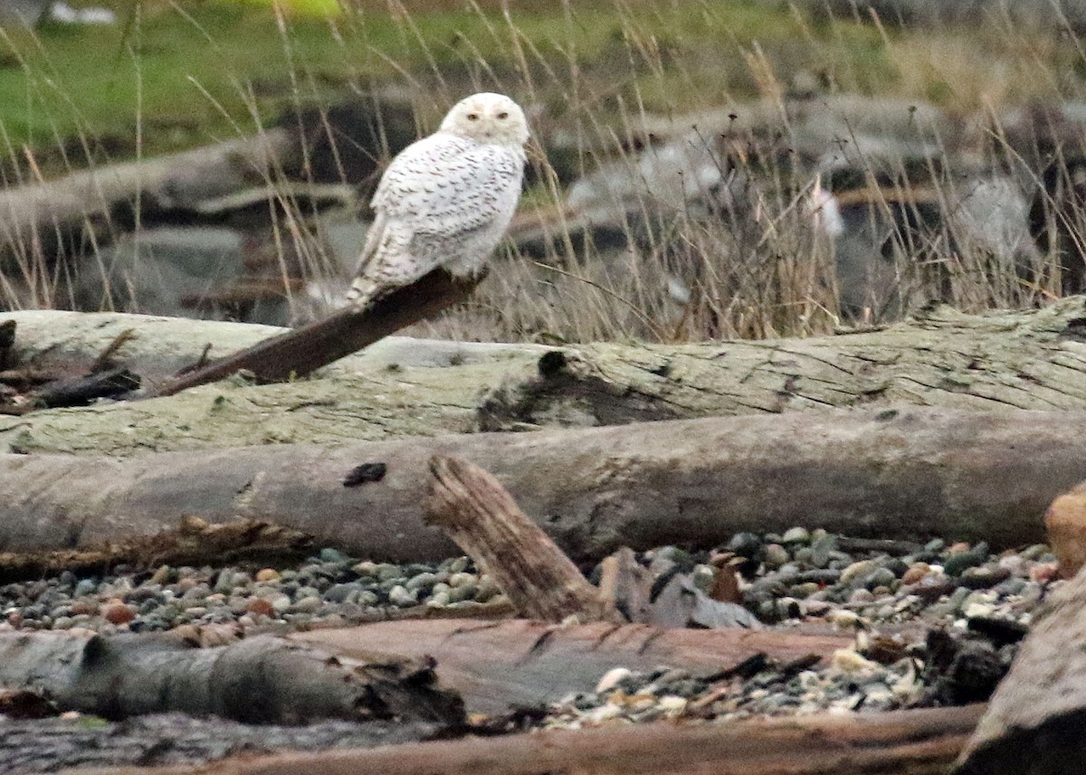 Snowy Owl - ML393417741