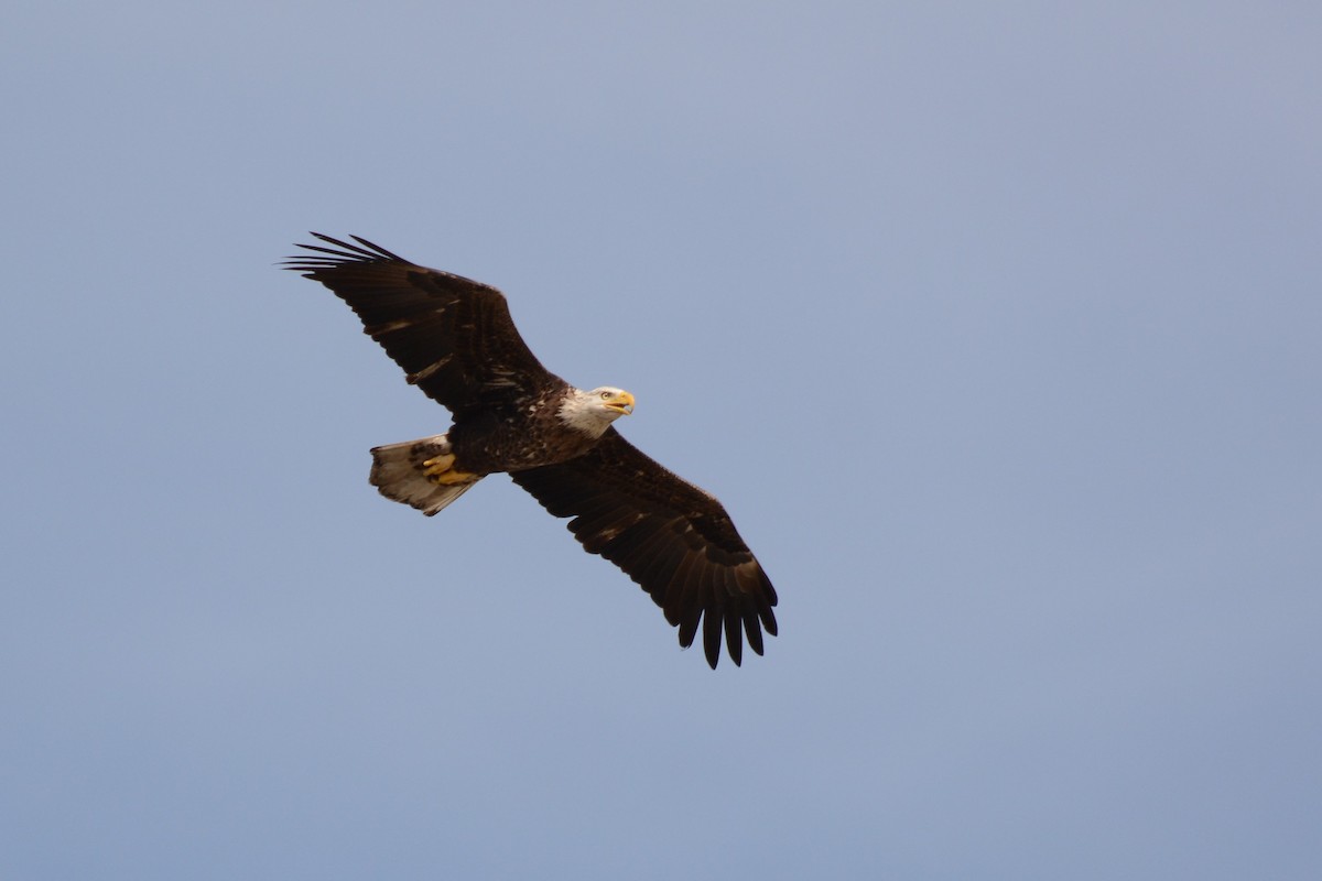 Weißkopf-Seeadler - ML39341791