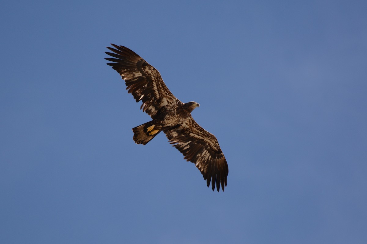 Bald Eagle - Patrick Maurice