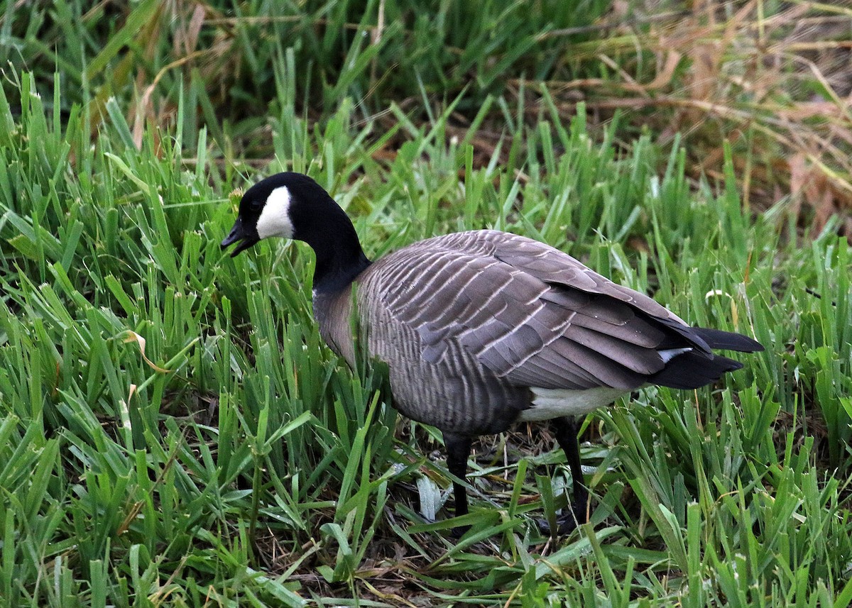 Cackling Goose - ML393418051