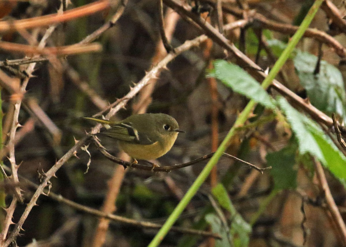 Ruby-crowned Kinglet - ML393418211