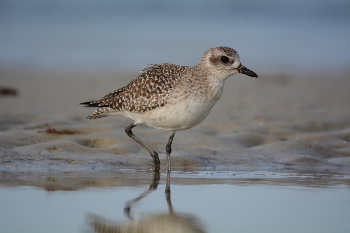 Black-bellied Plover - Patrick Maurice