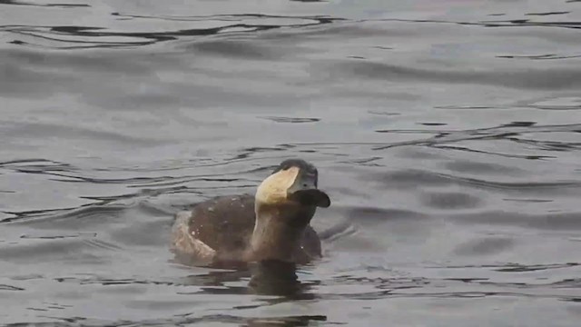 Ruddy Duck - ML393418901