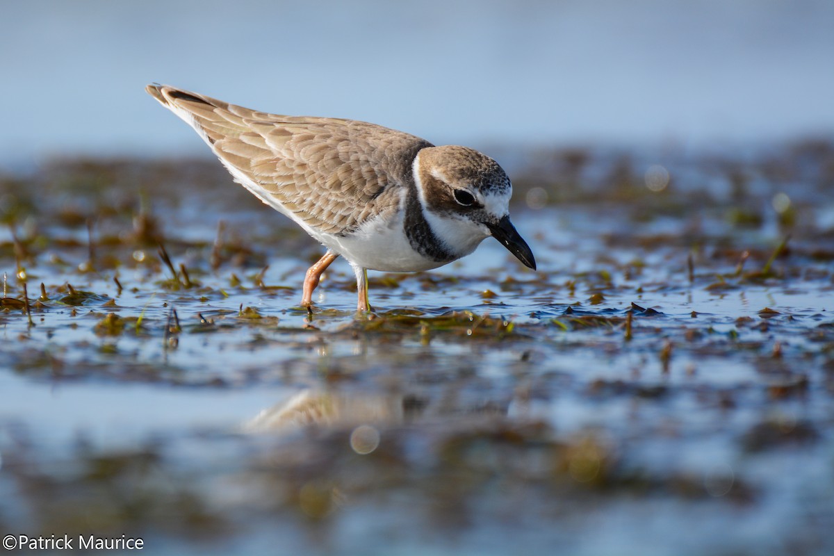 Wilson's Plover - ML39341891