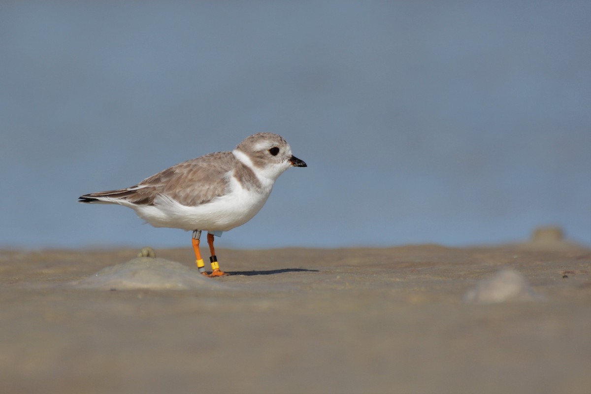 Piping Plover - Patrick Maurice