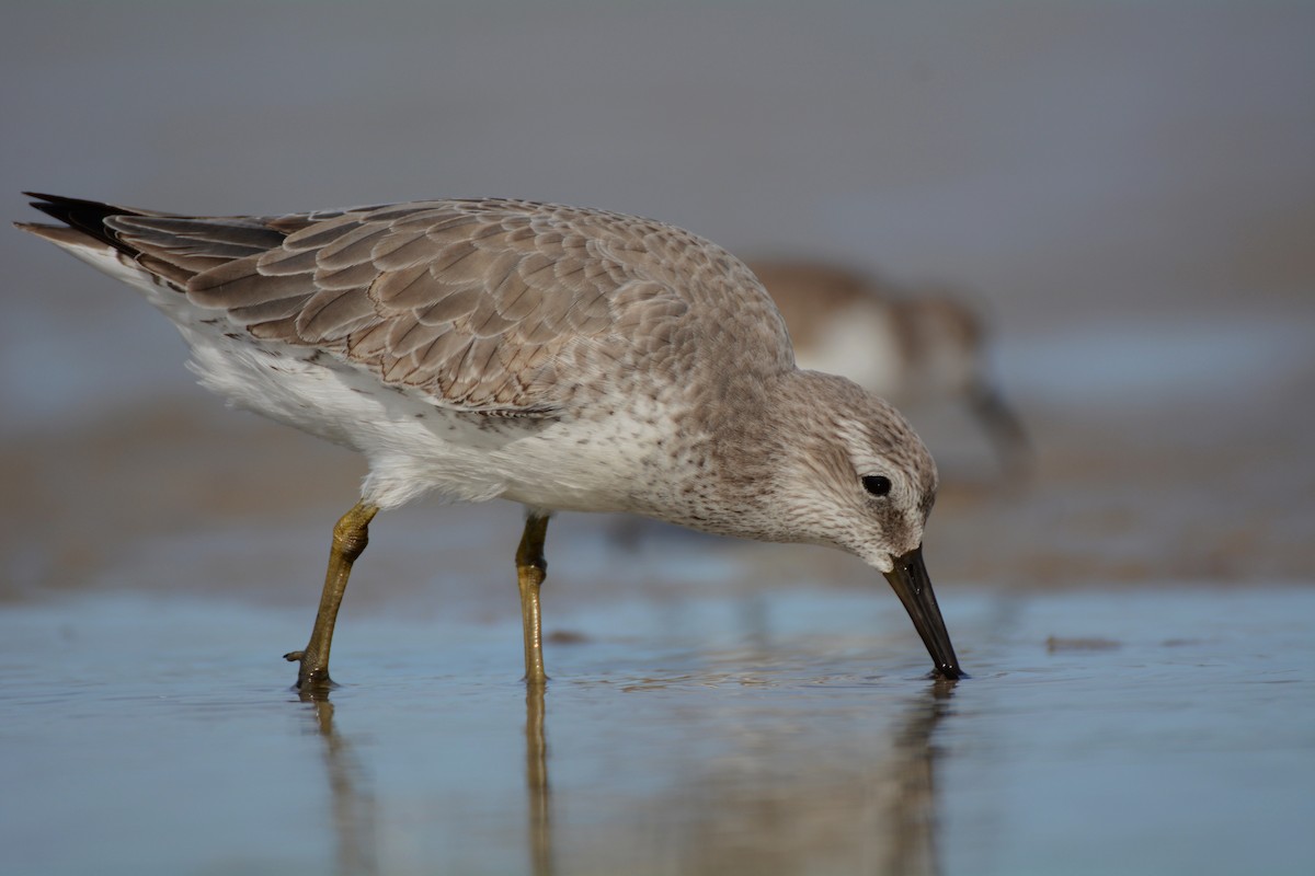 Red Knot - Patrick Maurice