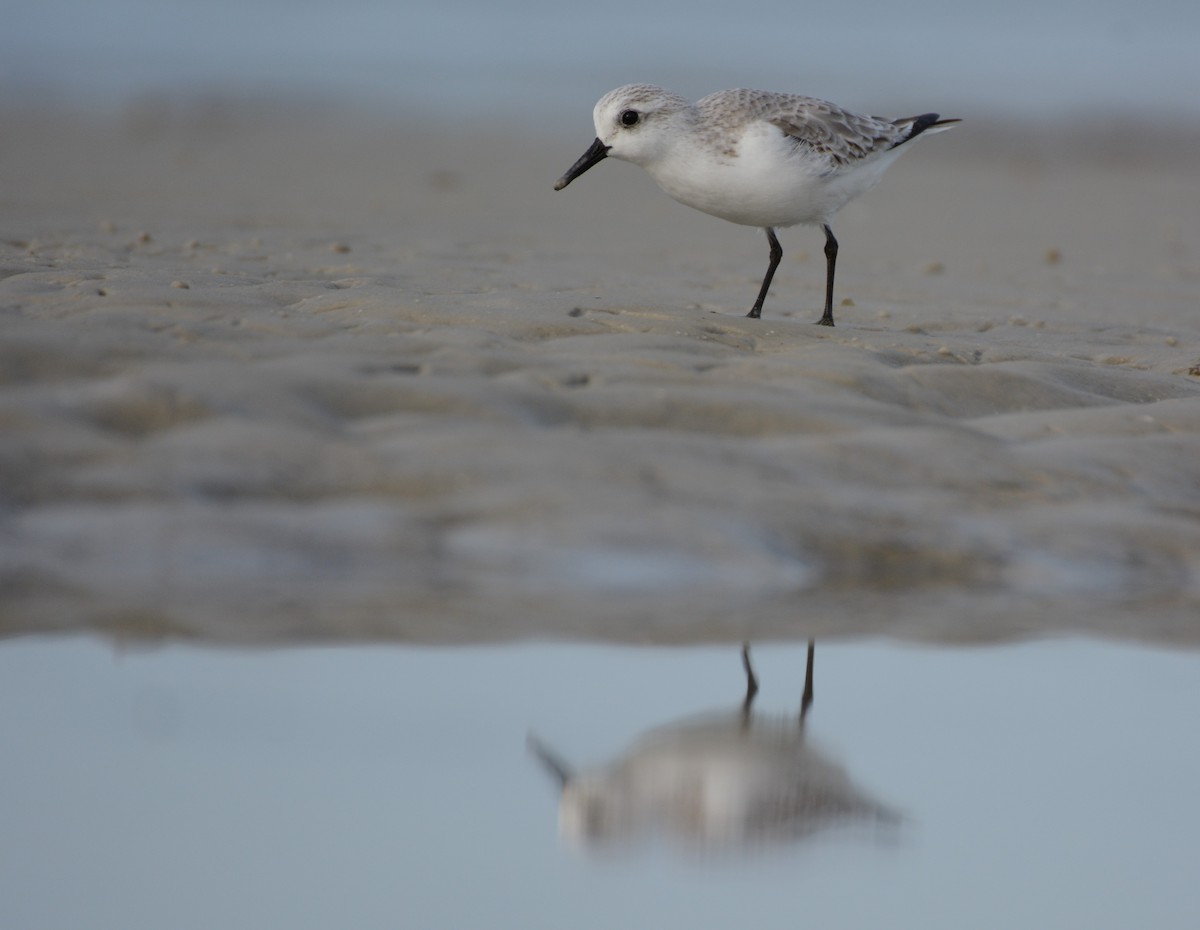 Bécasseau sanderling - ML39342191