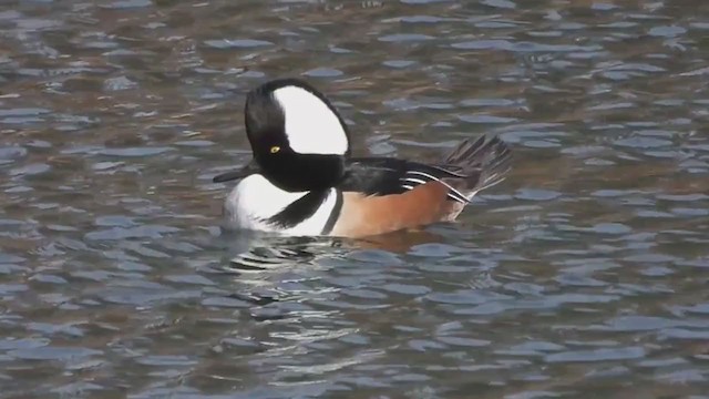 Hooded Merganser - ML393421991