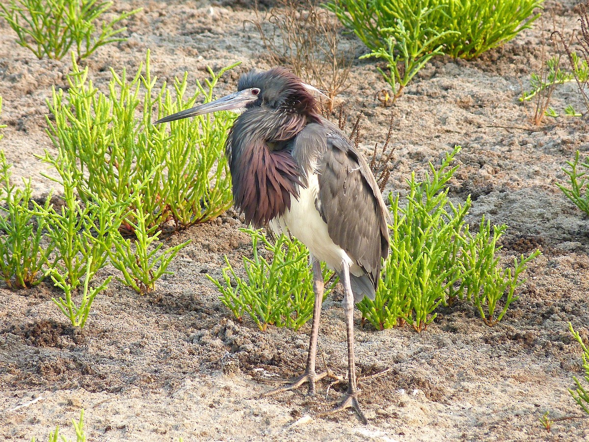 Tricolored Heron - Jeffrey Thomas