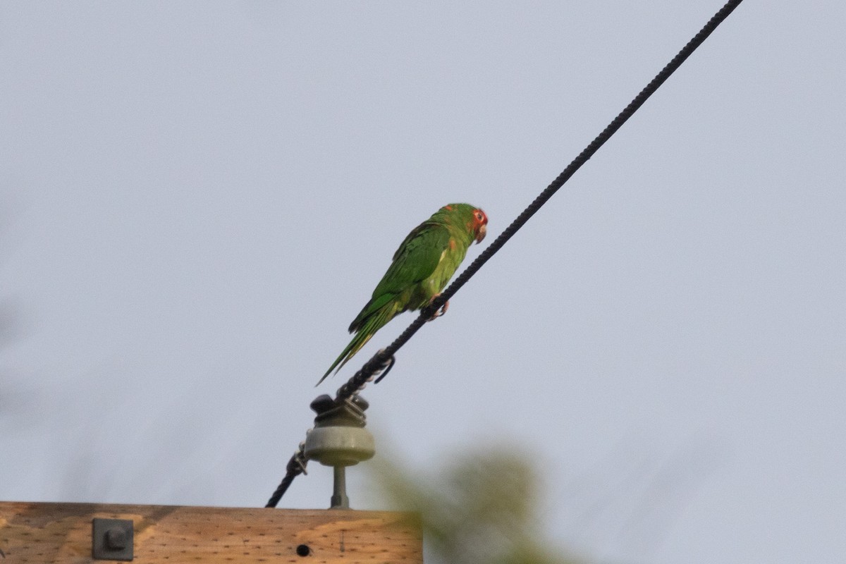 Mitred Parakeet - ML393422231