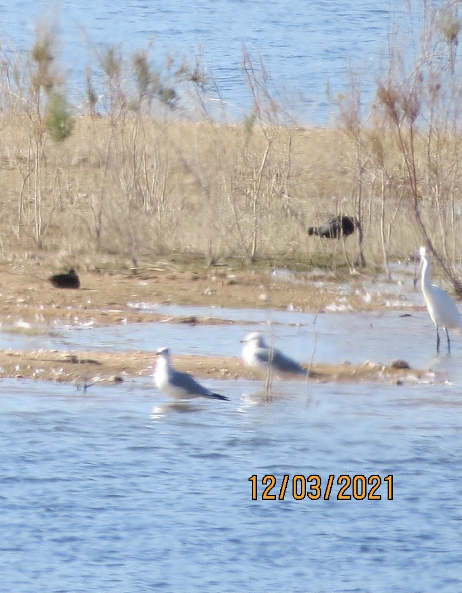 Reddish Egret - ML393422441