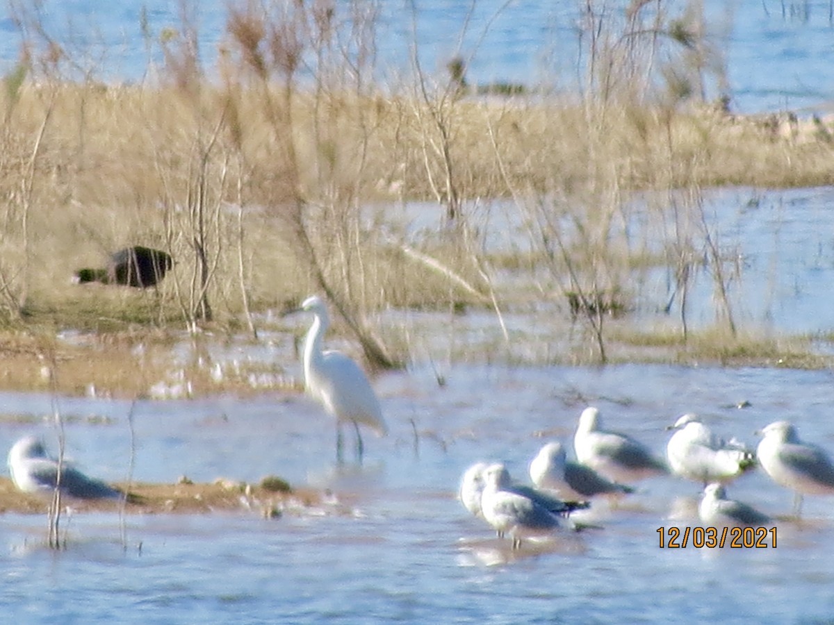 Reddish Egret - ML393422461