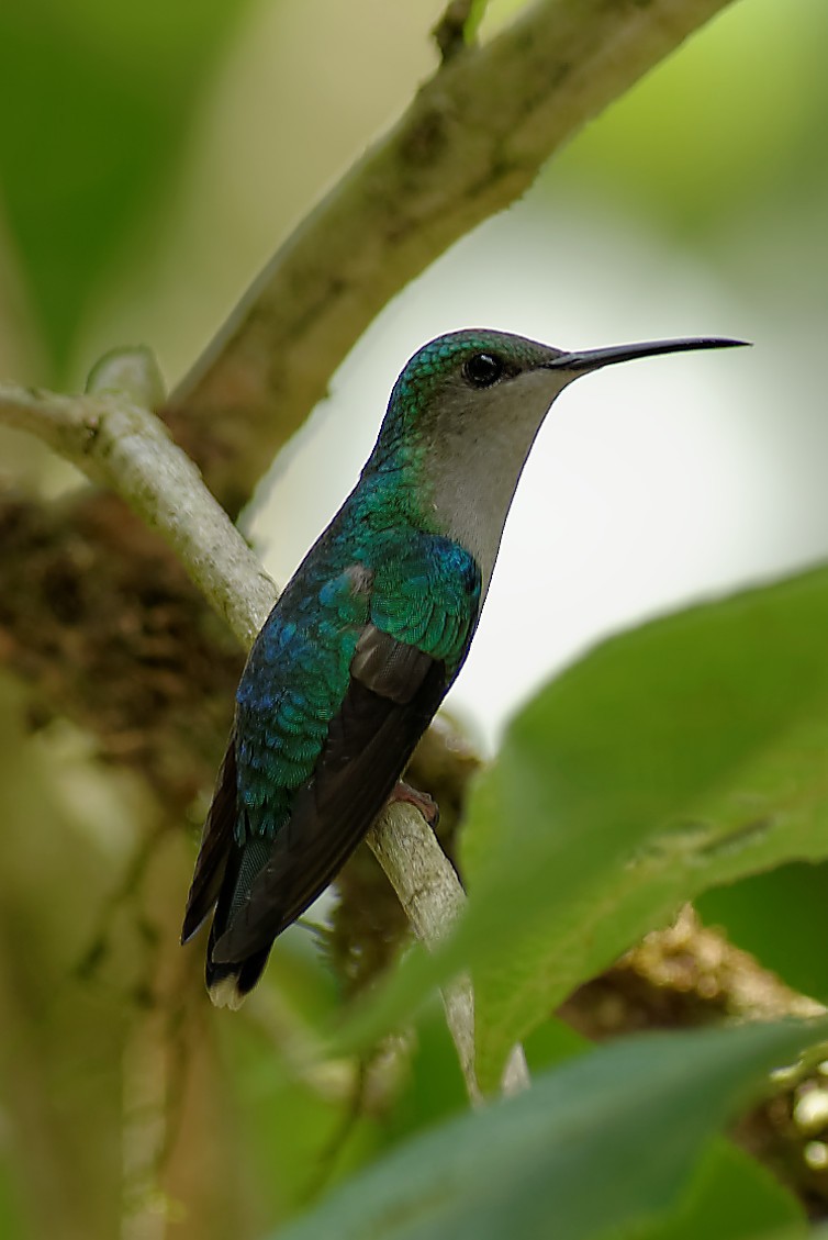 Crowned Woodnymph (Northern/Colombian Violet-crowned) - Mark Tomboulian