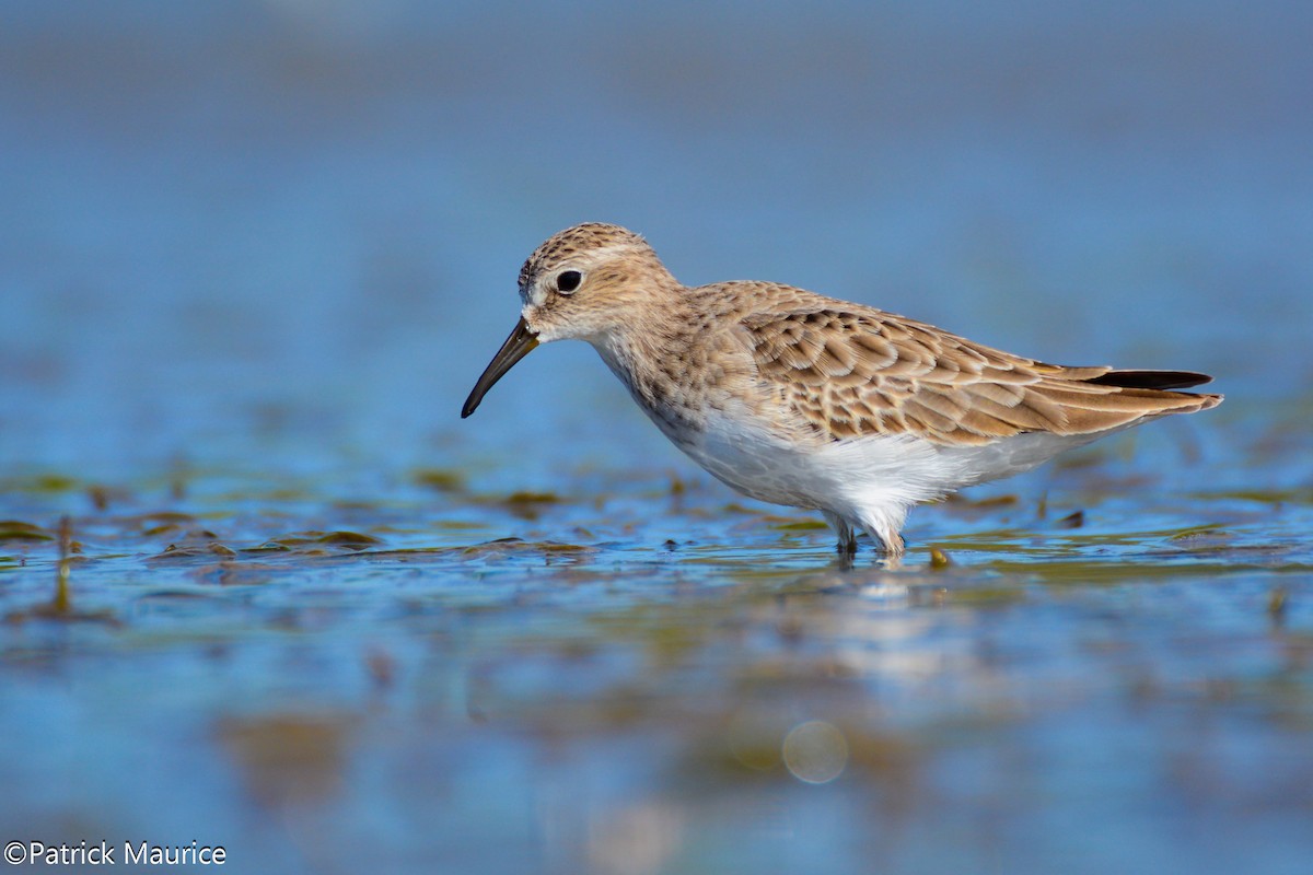 Least Sandpiper - ML39342371