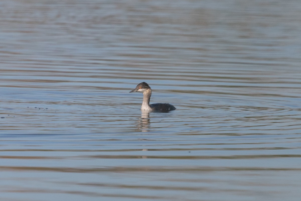 Eared Grebe - ML393423801