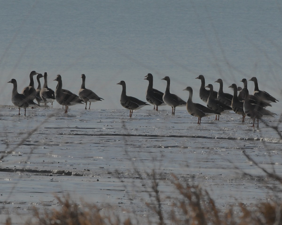 Greater White-fronted Goose - ML393424721