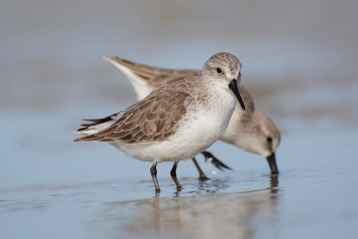 Western Sandpiper - Patrick Maurice