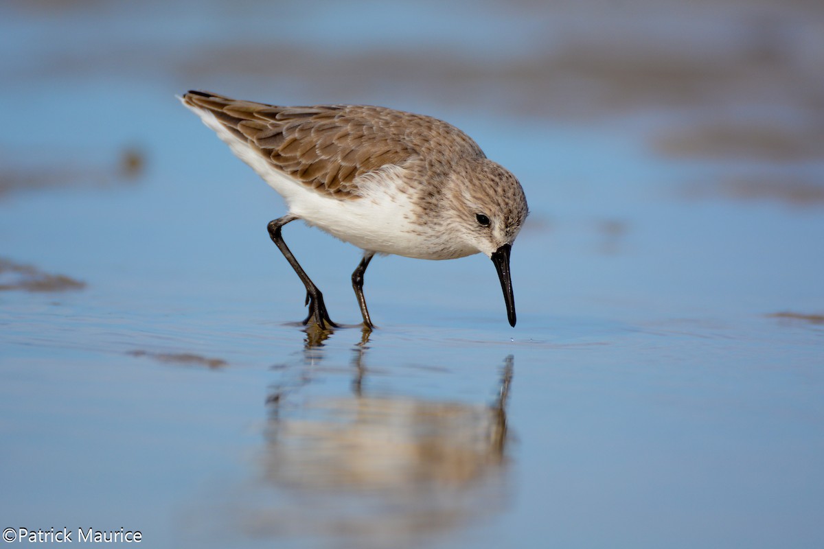 Western Sandpiper - Patrick Maurice