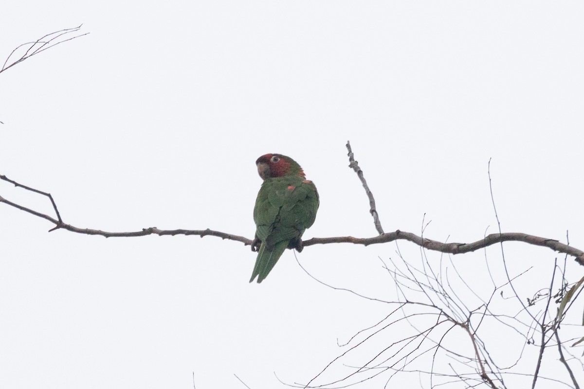 Mitred Parakeet - ML393426921