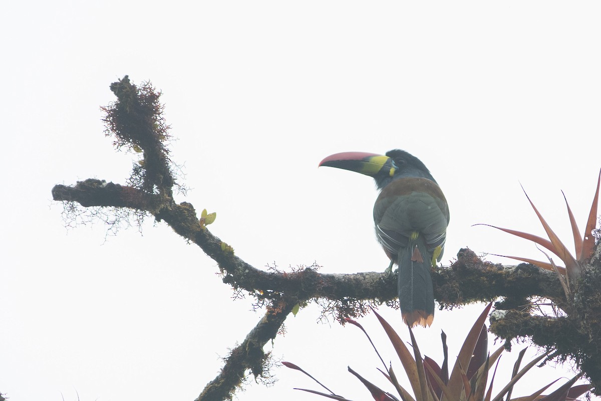 Gray-breasted Mountain-Toucan - Brandon Nidiffer