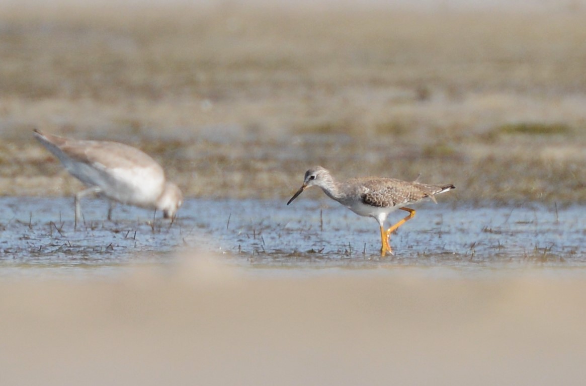 Lesser Yellowlegs - Patrick Maurice