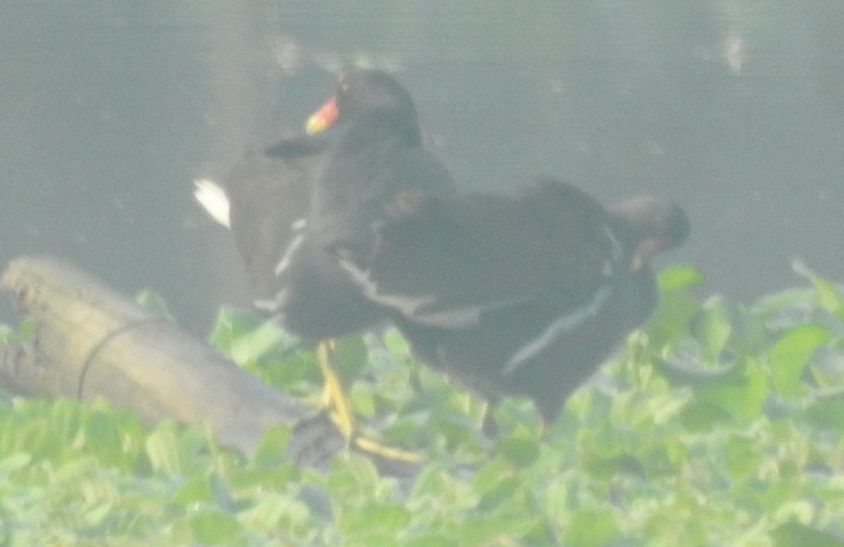 Gallinule poule-d'eau - ML393428521