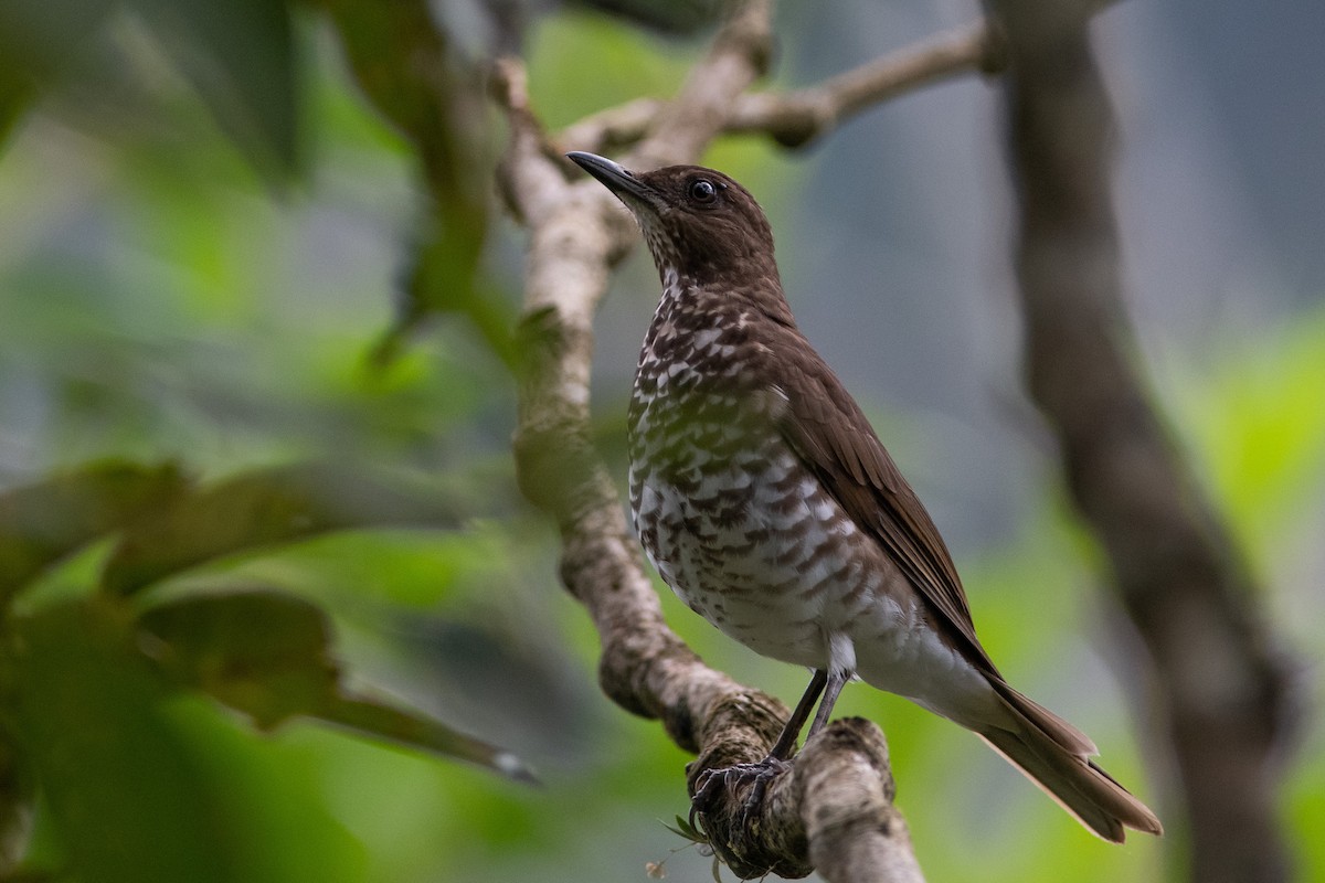 Marañon Thrush - ML393428731