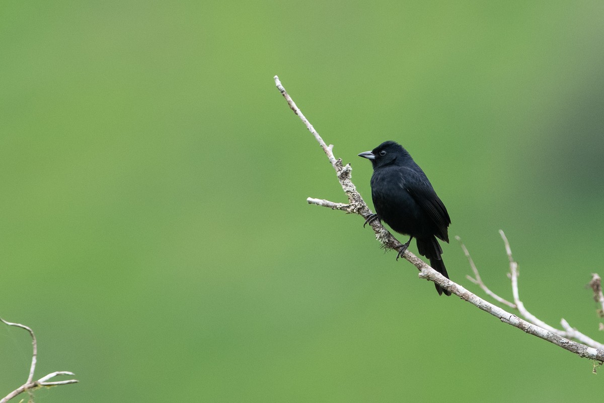 White-lined Tanager - ML393428801