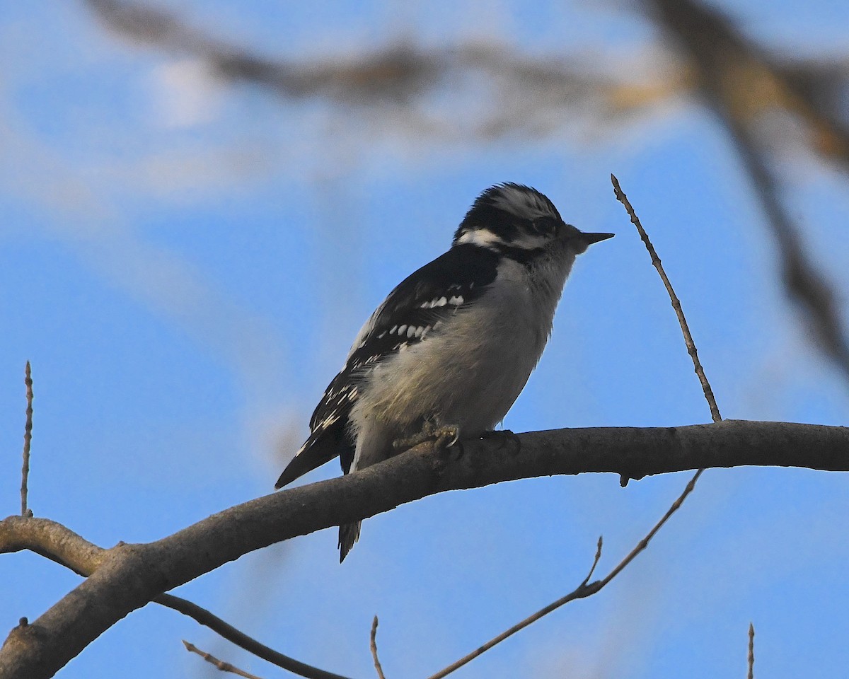 Downy Woodpecker - ML393428941