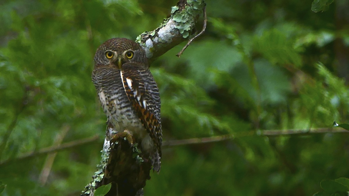 Jungle Owlet - ML393429941