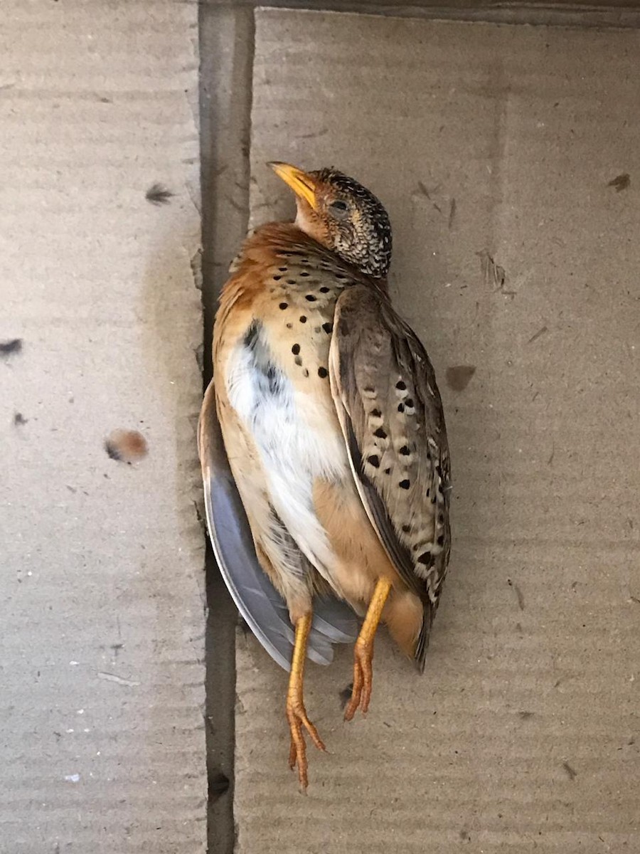 Yellow-legged Buttonquail - ML393431231